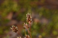 Bulbous Woodrush