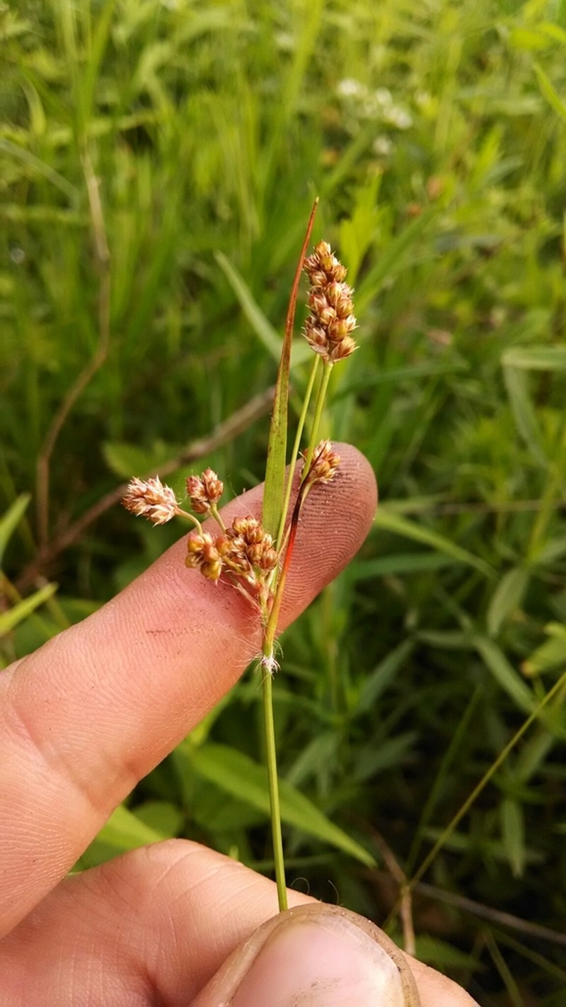 Bulbous Woodrush photo 2
