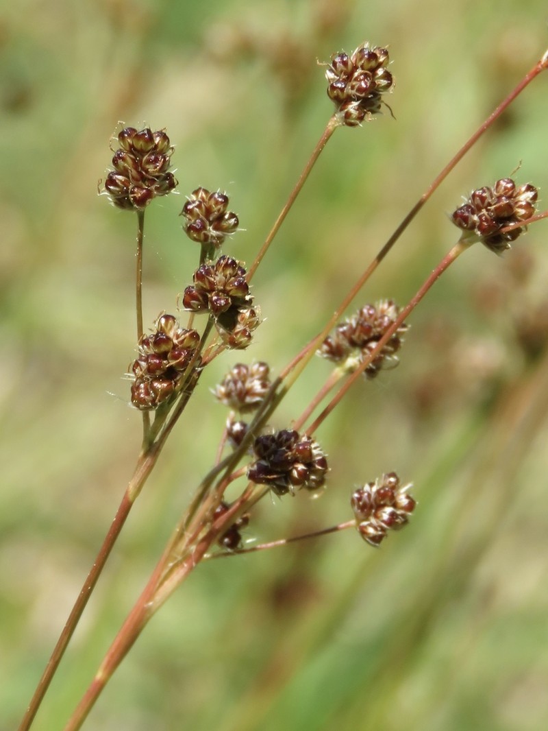Bulbous Woodrush photo 5