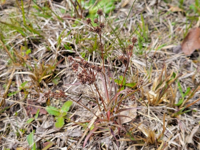Bulbous Woodrush photo 7