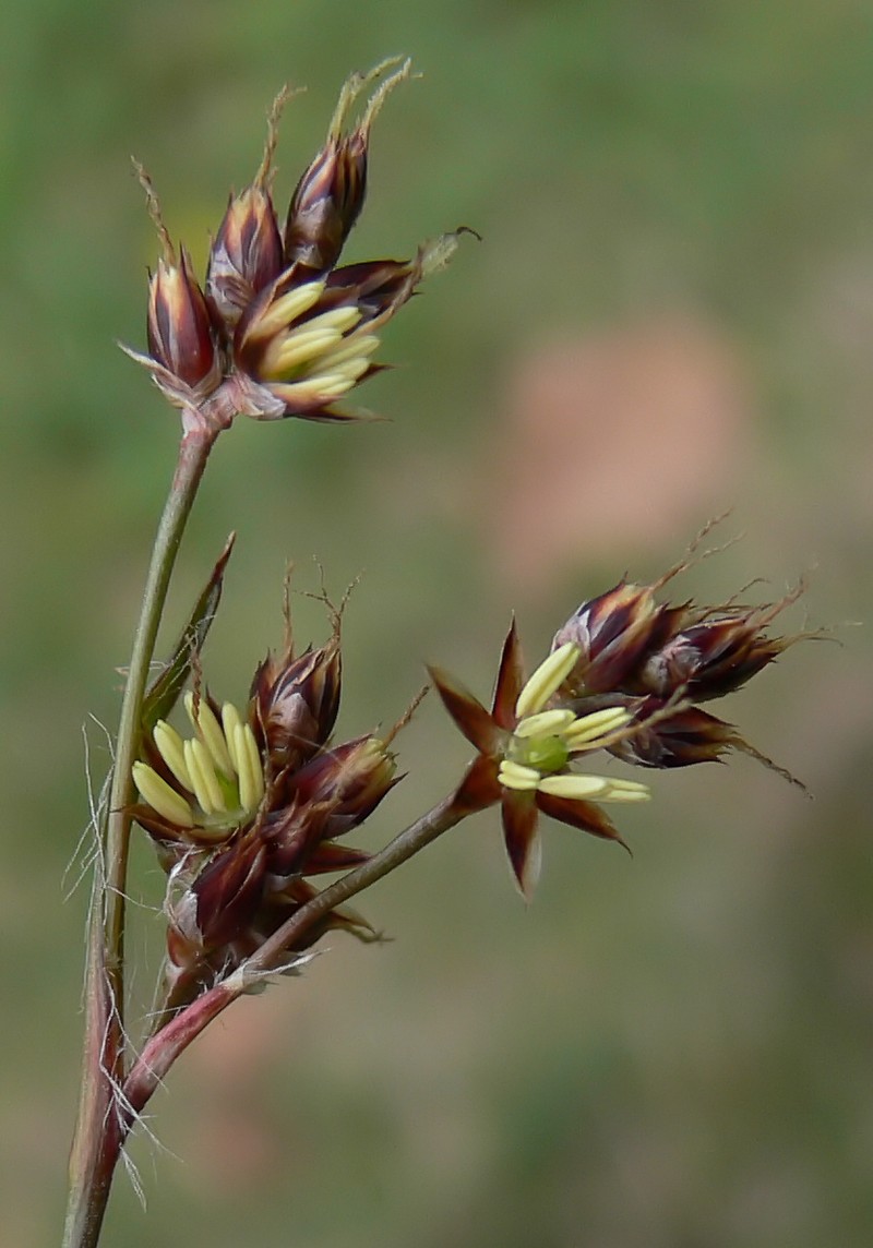 Field Woodrush photo 2