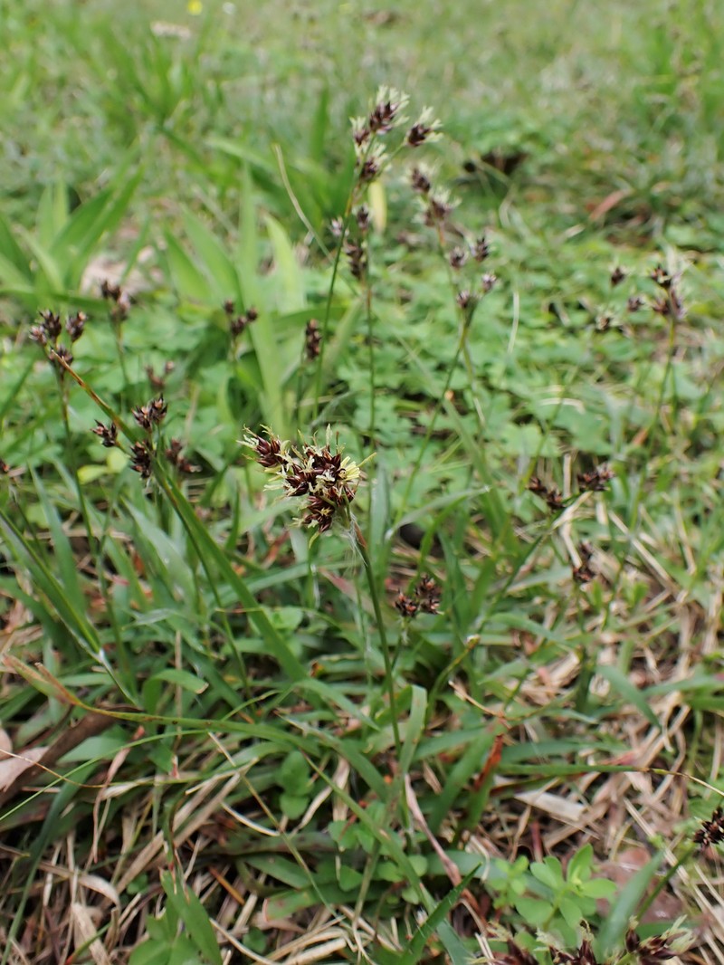 Field Woodrush photo 3