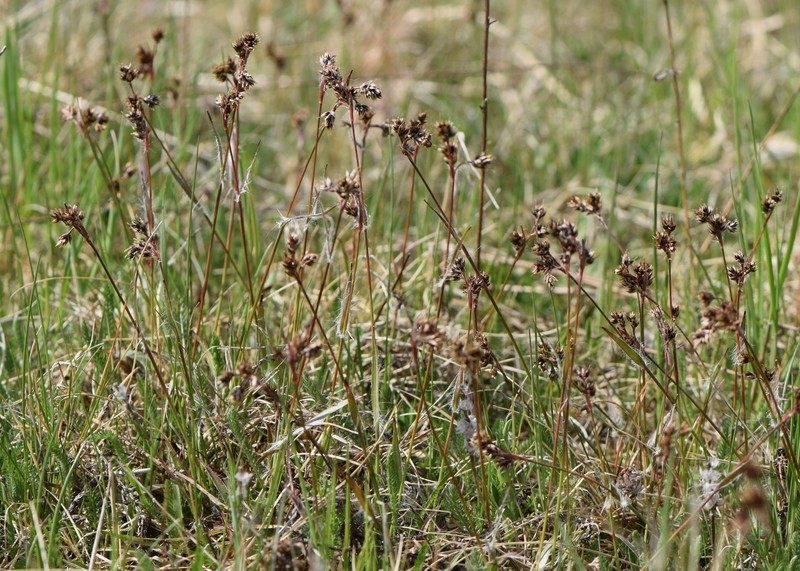Field Woodrush photo 4