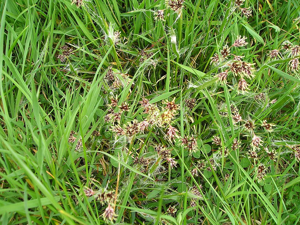 Field Woodrush