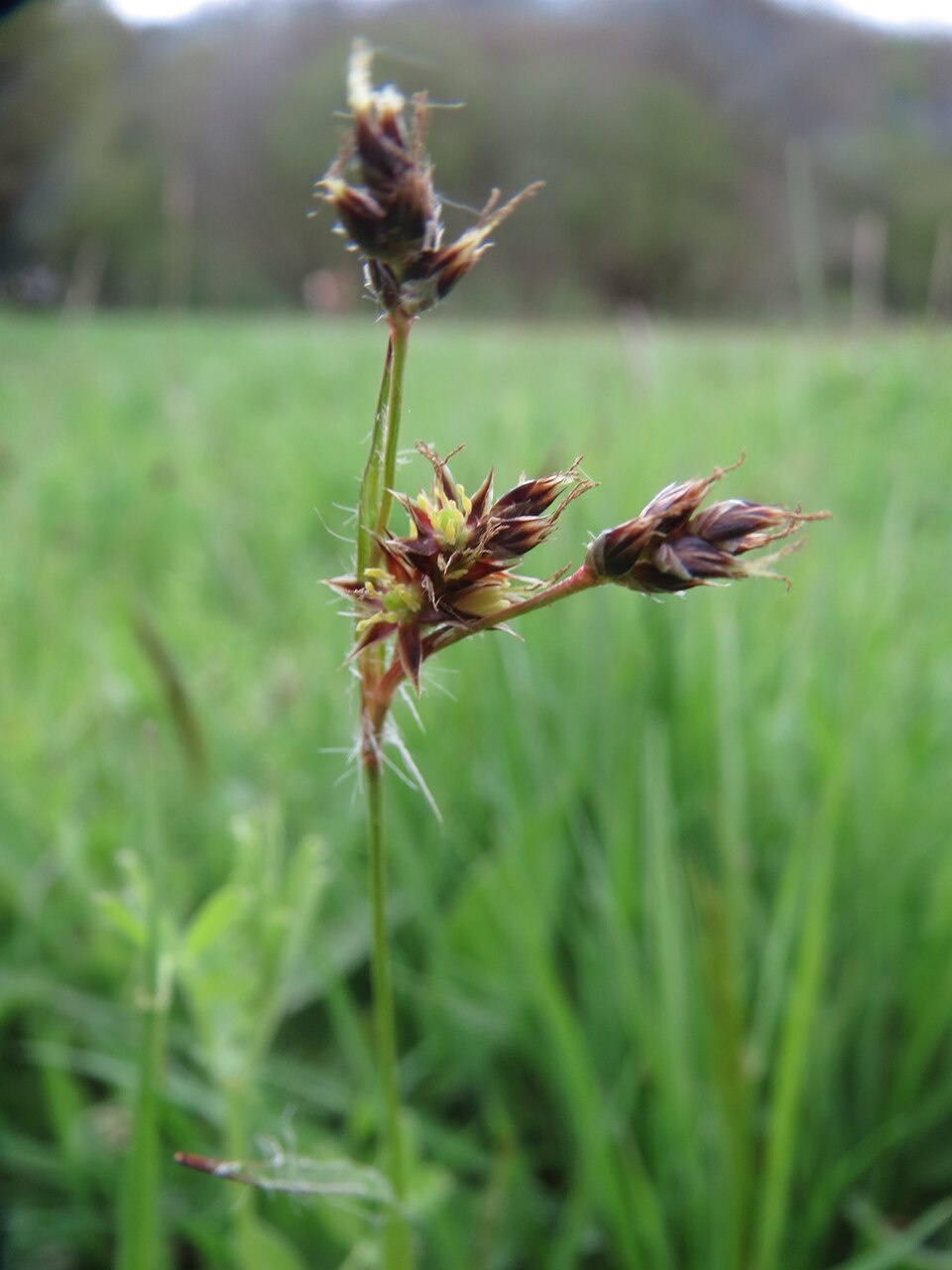 Field Woodrush photo 5
