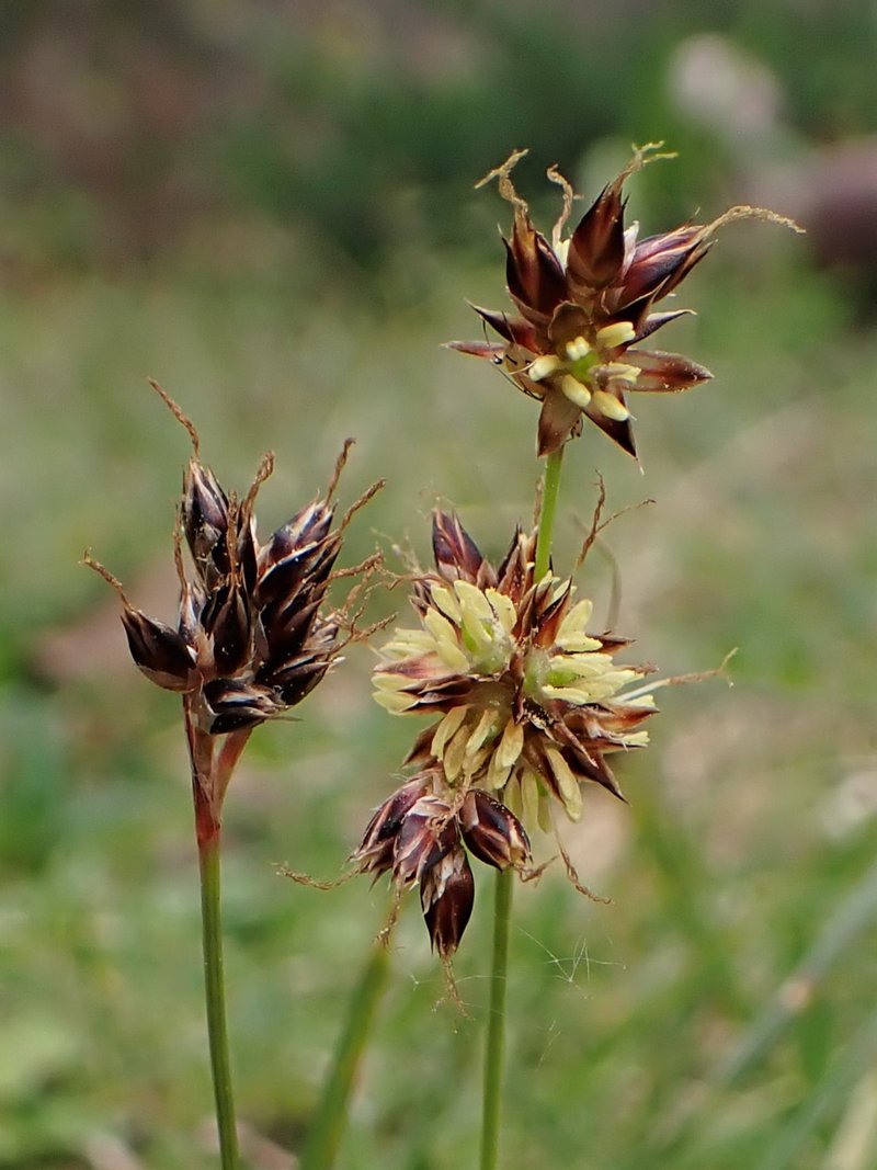 Field Woodrush photo 6
