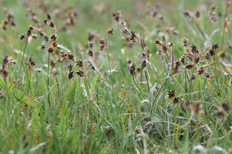 Field Woodrush photo 7