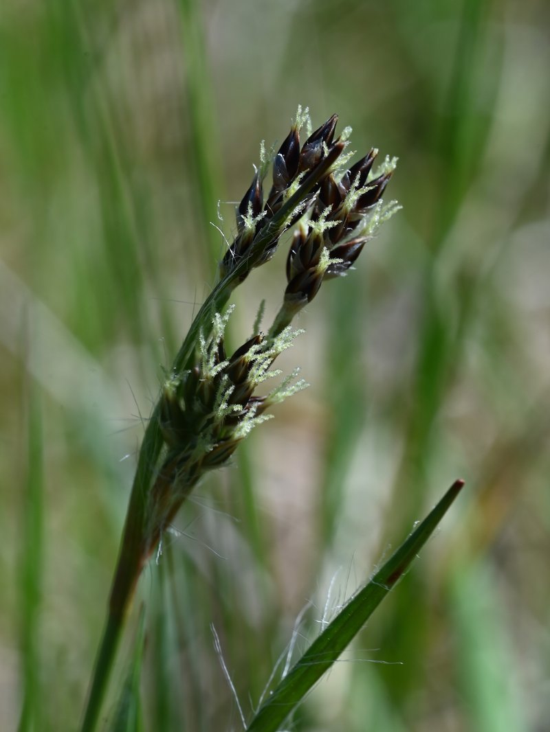 Field Woodrush photo 8