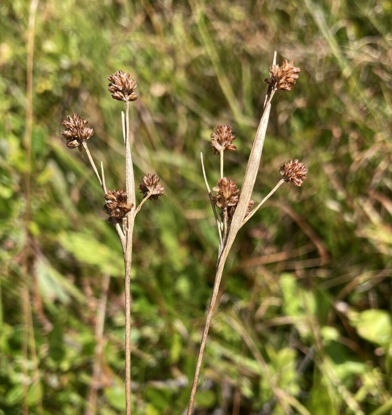 Luzula cascadensis