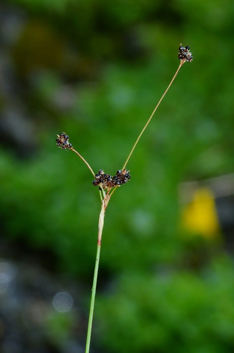 Luzula cascadensis photo 2