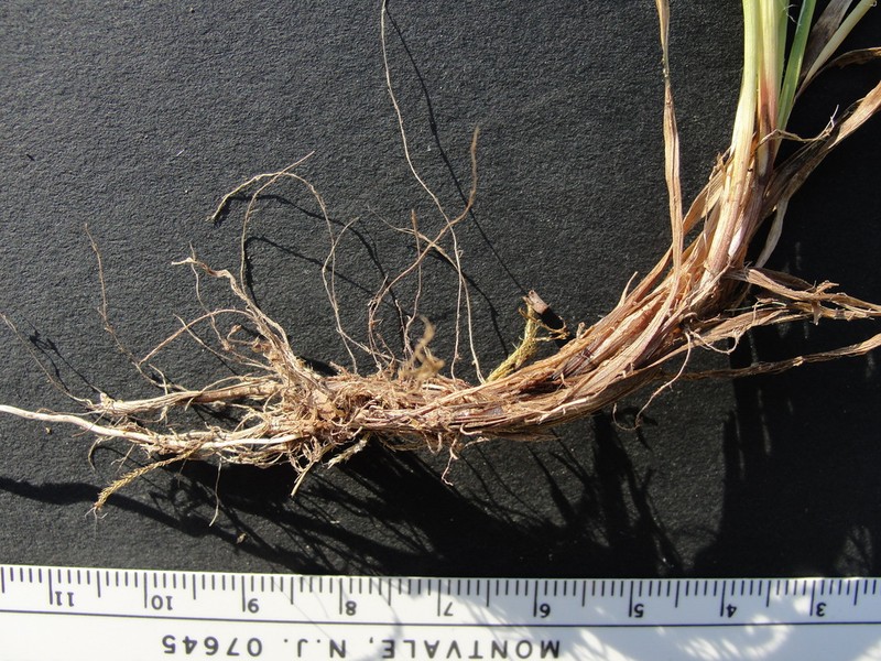 Luzula cascadensis photo 3