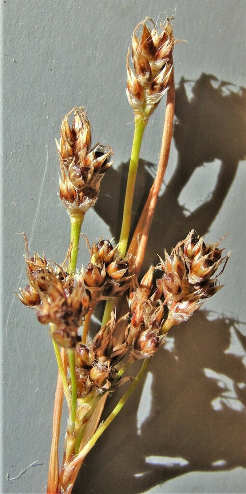 Luzula cascadensis photo 4