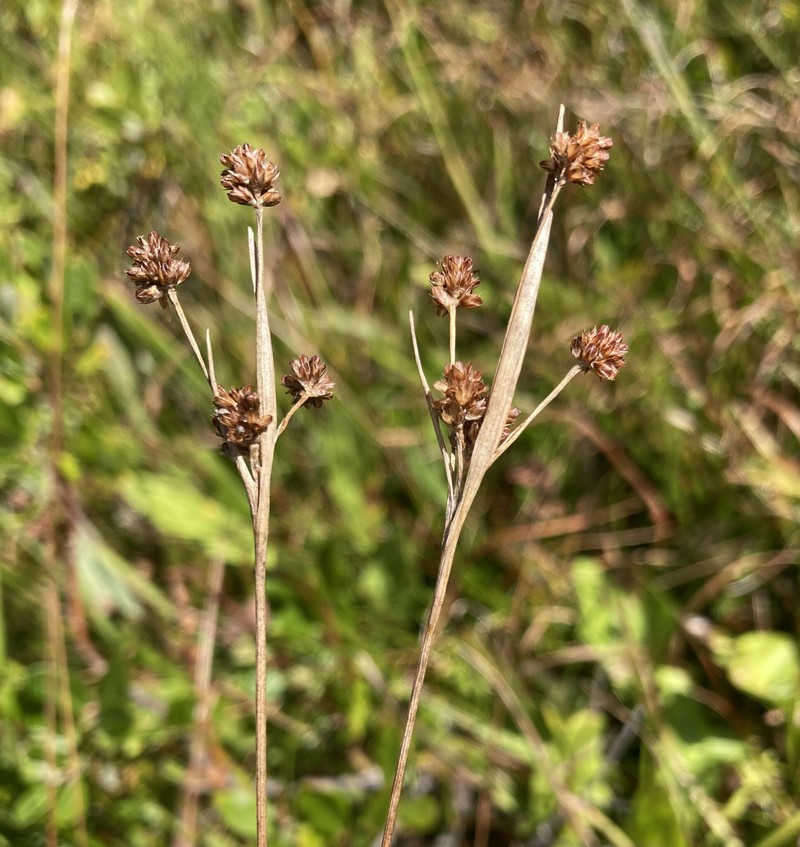 Luzula cascadensis photo 5