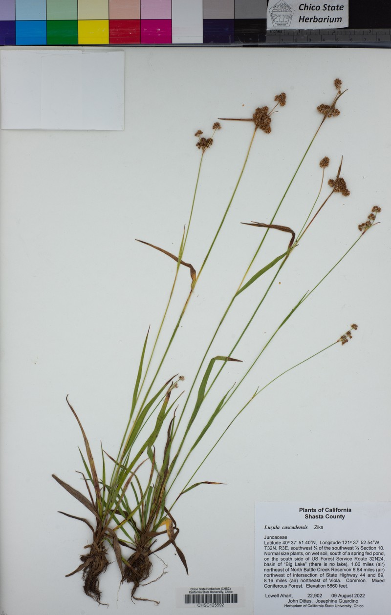 Luzula cascadensis photo 7