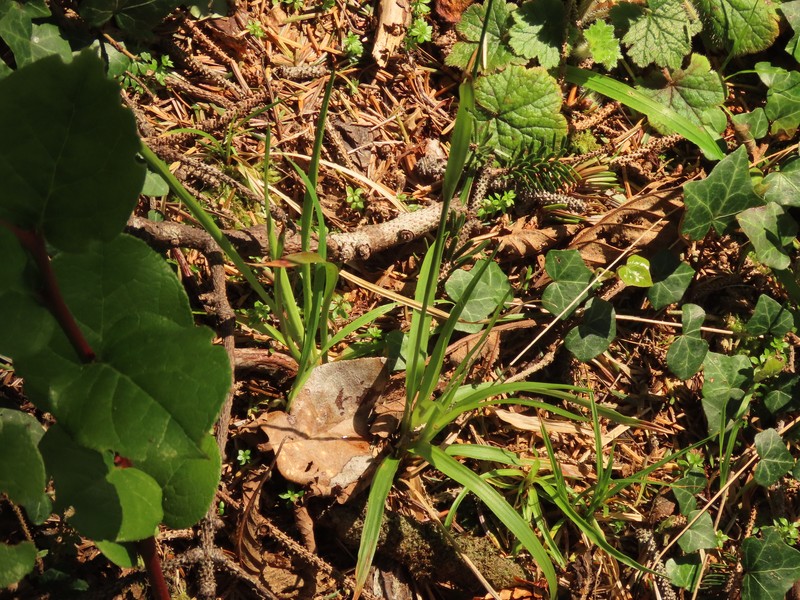 Luzula comosa var. comosa