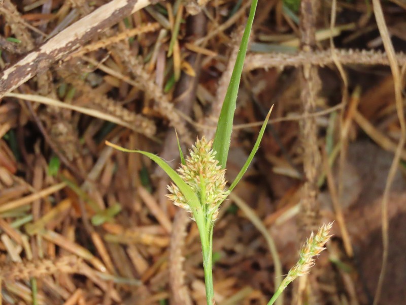 Luzula comosa var. comosa photo 2