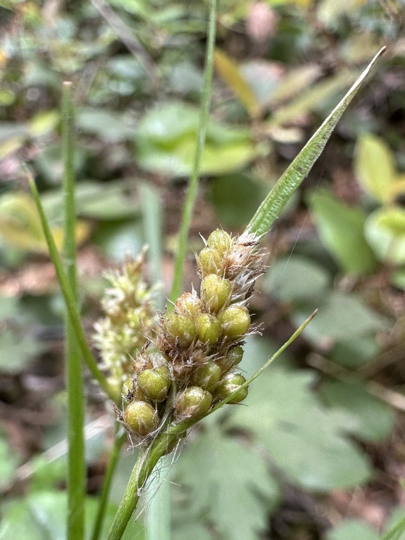 Luzula comosa var. comosa photo 4