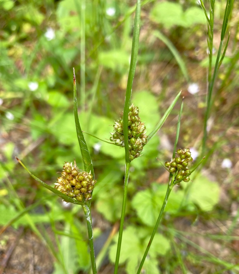 Luzula comosa var. comosa photo 5