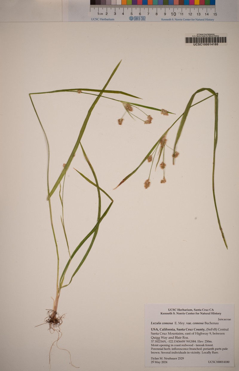 Luzula comosa var. comosa photo 7