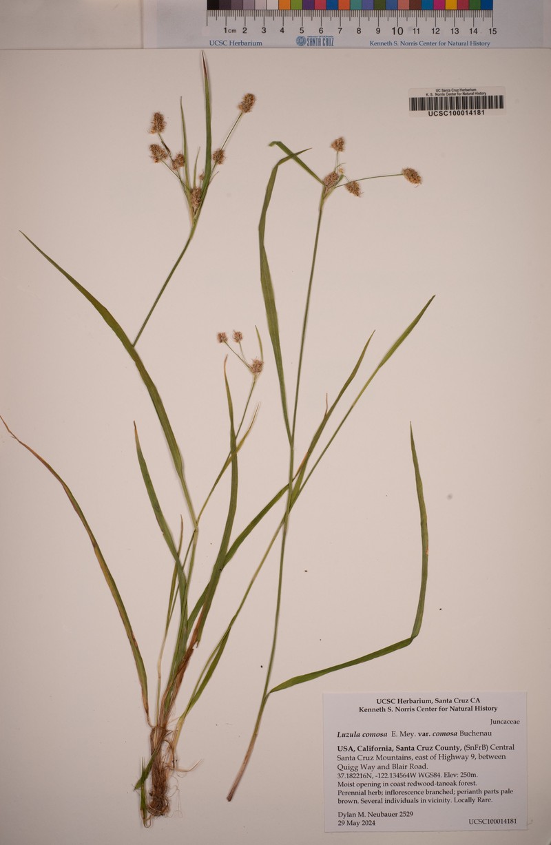 Luzula comosa var. comosa photo 8
