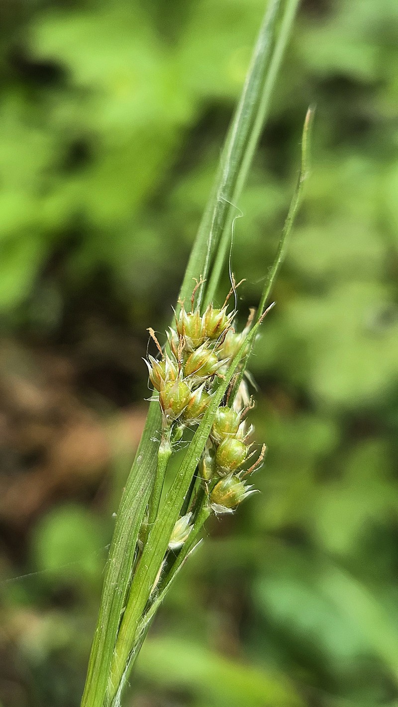 Luzula comosa var. laxa