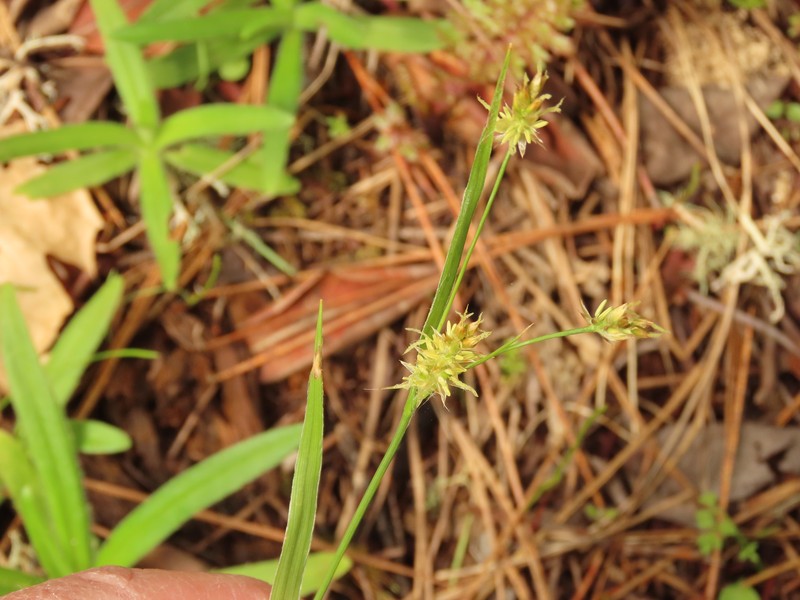 Luzula comosa var. laxa photo 2
