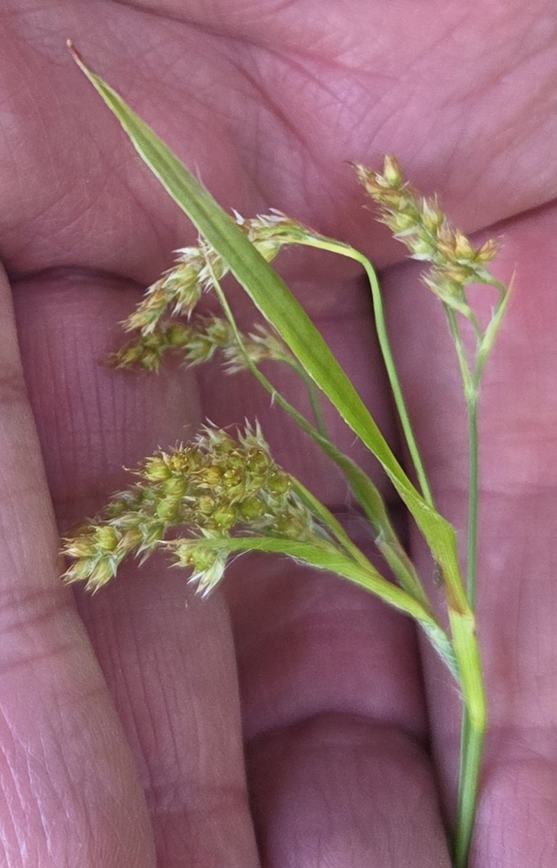 Luzula comosa var. laxa photo 3
