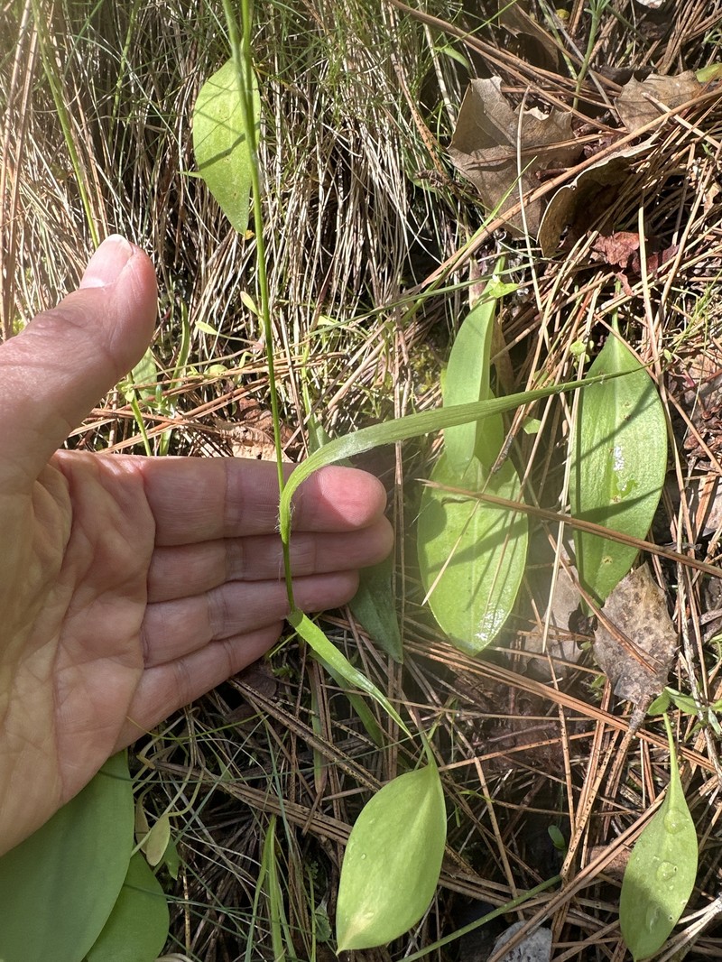 Luzula comosa var. laxa photo 4