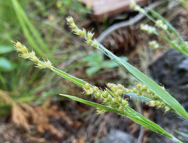 Luzula comosa var. laxa photo 5