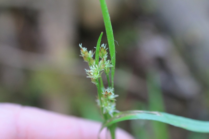 Luzula comosa var. laxa photo 8