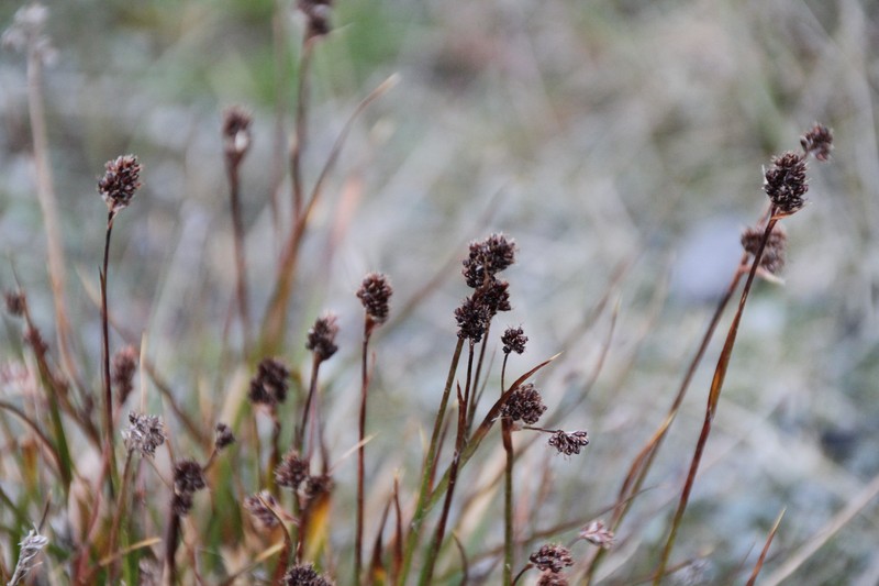 Northern Woodrush photo 2