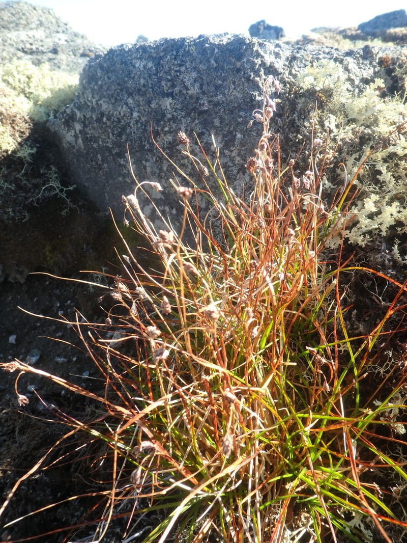 Northern Woodrush photo 4