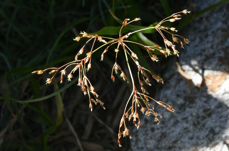 Forked Woodrush photo 2