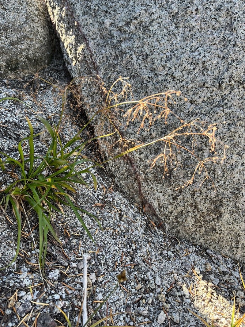 Forked Woodrush photo 5