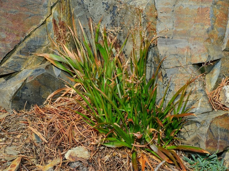 Forked Woodrush photo 6