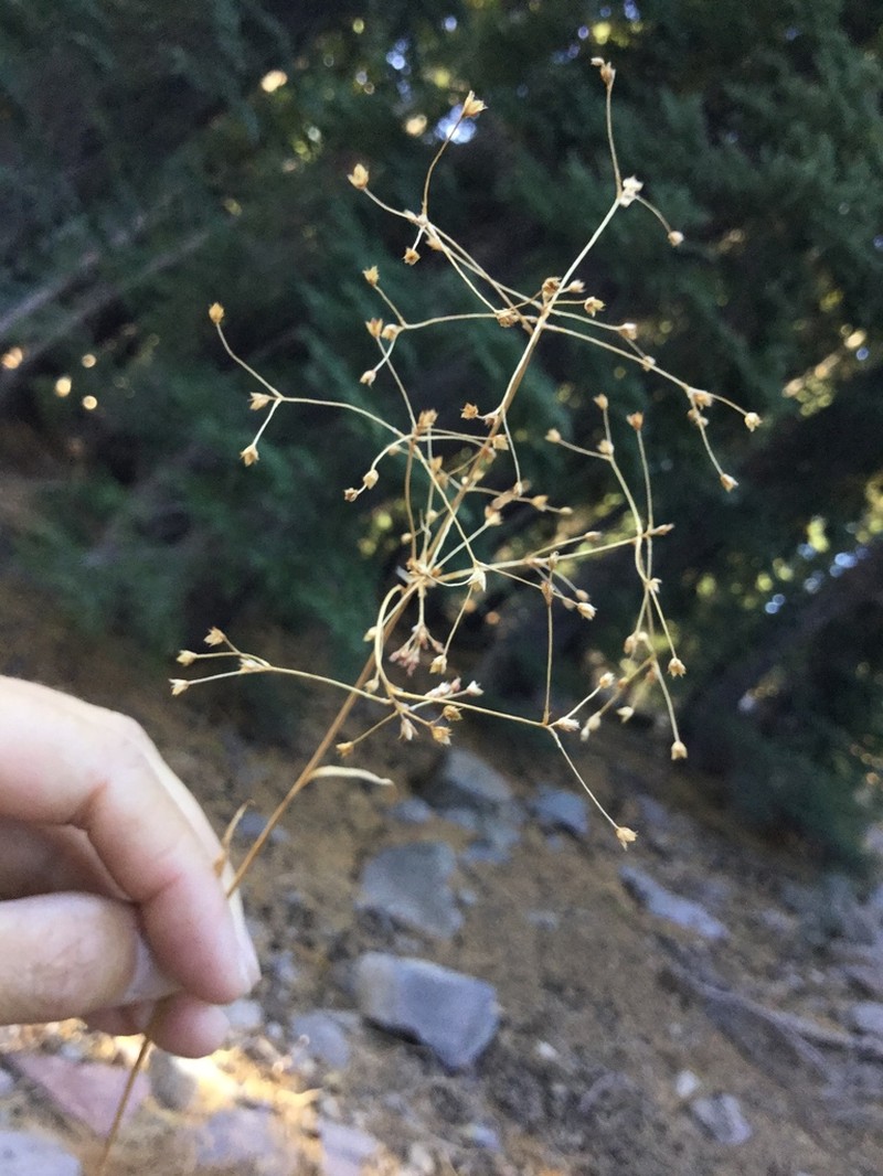 Forked Woodrush photo 7