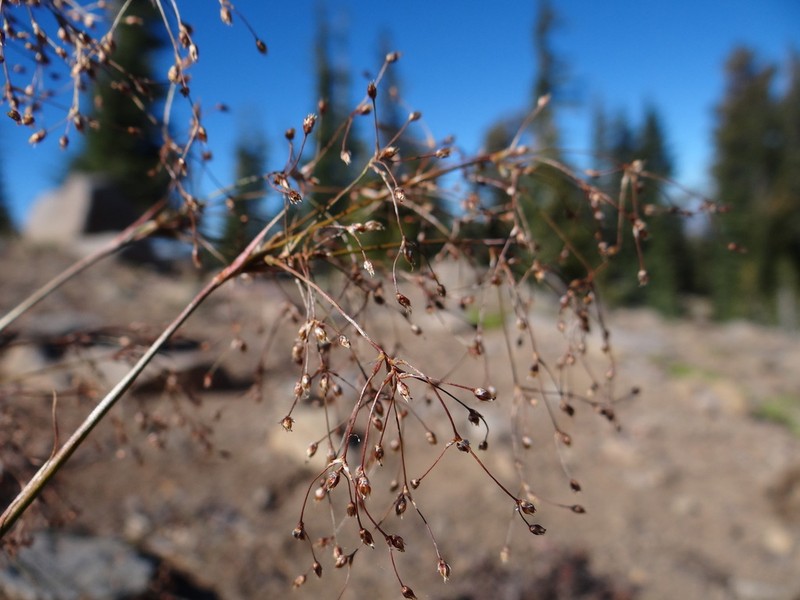 Forked Woodrush photo 8