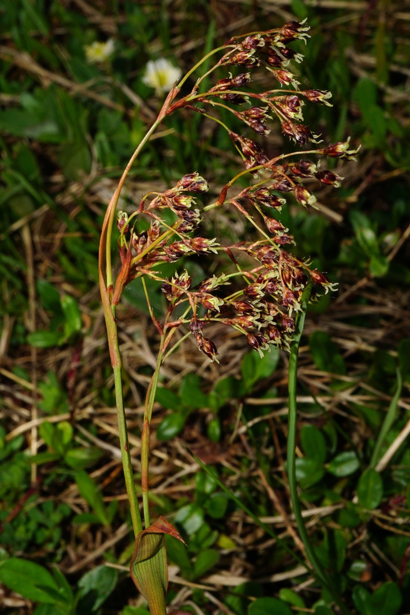 Smooth Woodrush photo 8