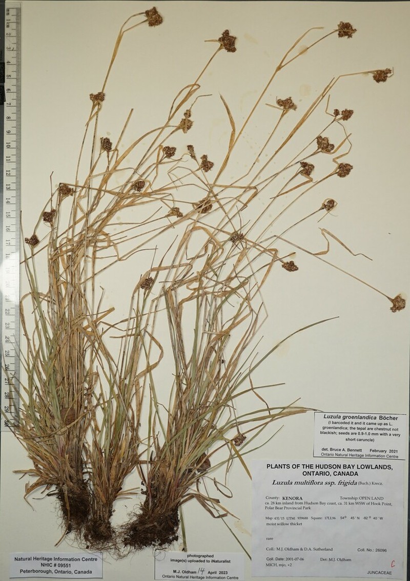 Greenland Woodrush