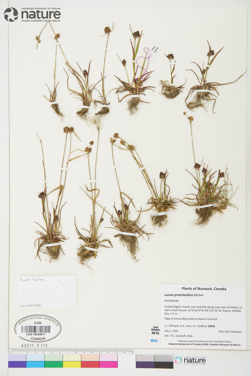 Greenland Woodrush photo 2