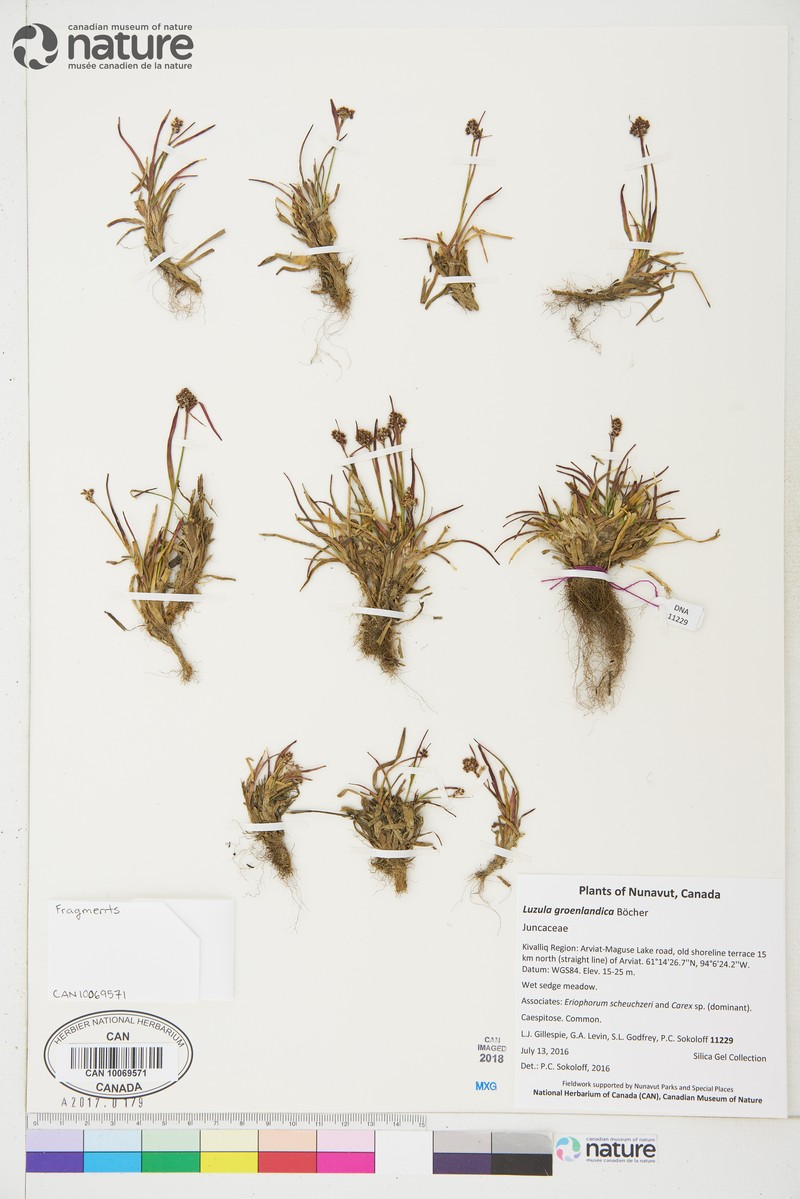 Greenland Woodrush photo 3