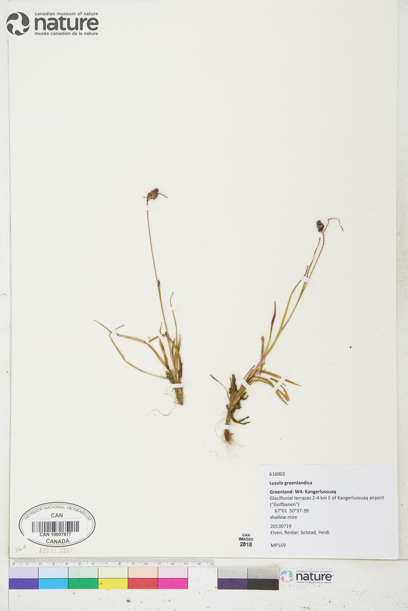 Greenland Woodrush photo 7