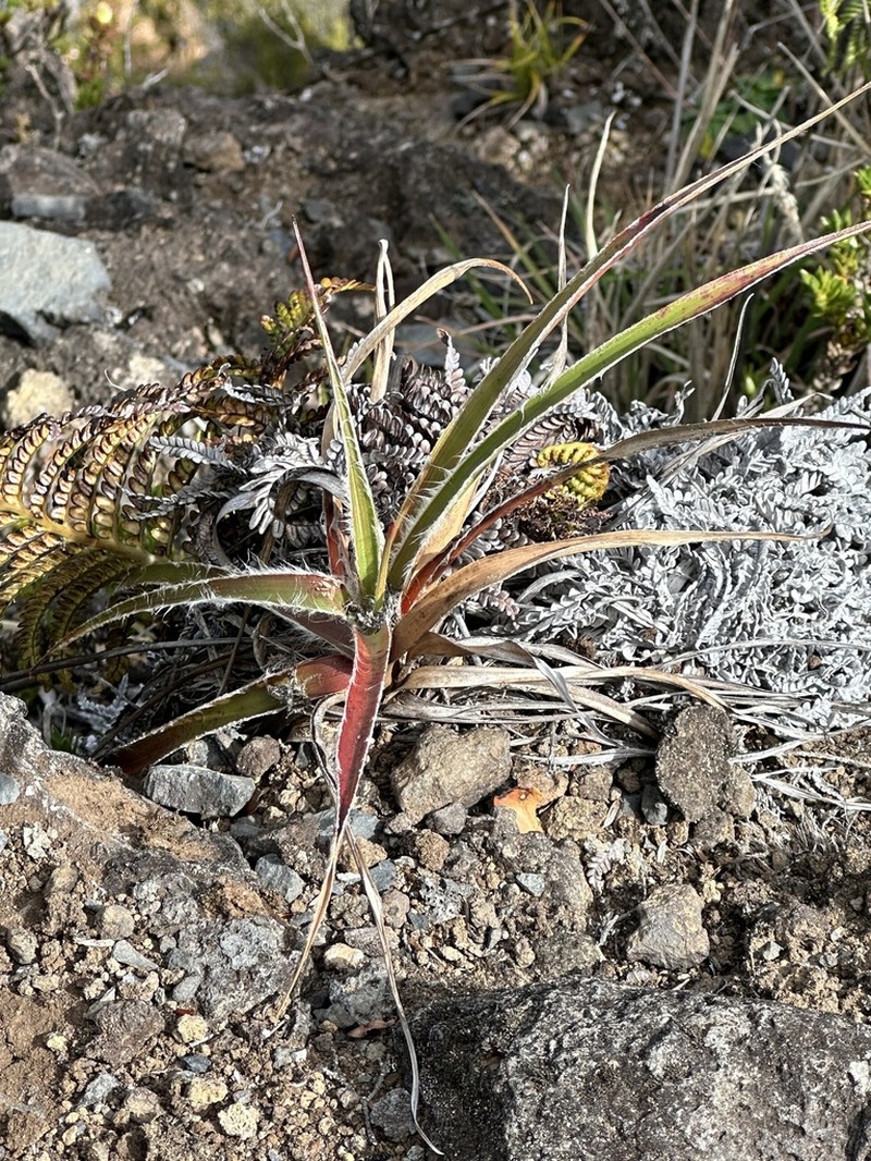 Hawai'I Woodrush photo 3
