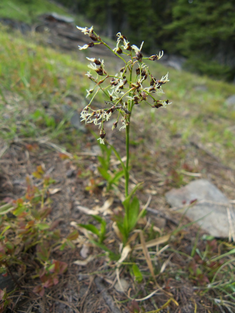 Luzula hitchcockii