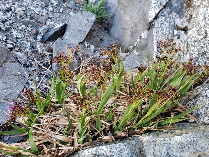 Luzula hitchcockii photo 2