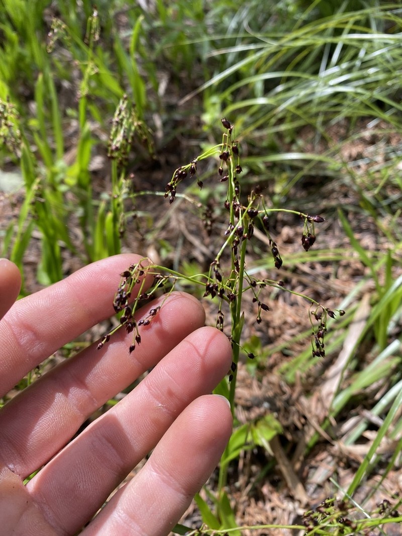 Luzula hitchcockii photo 3
