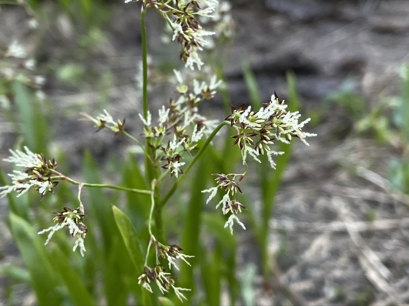 Luzula hitchcockii photo 4