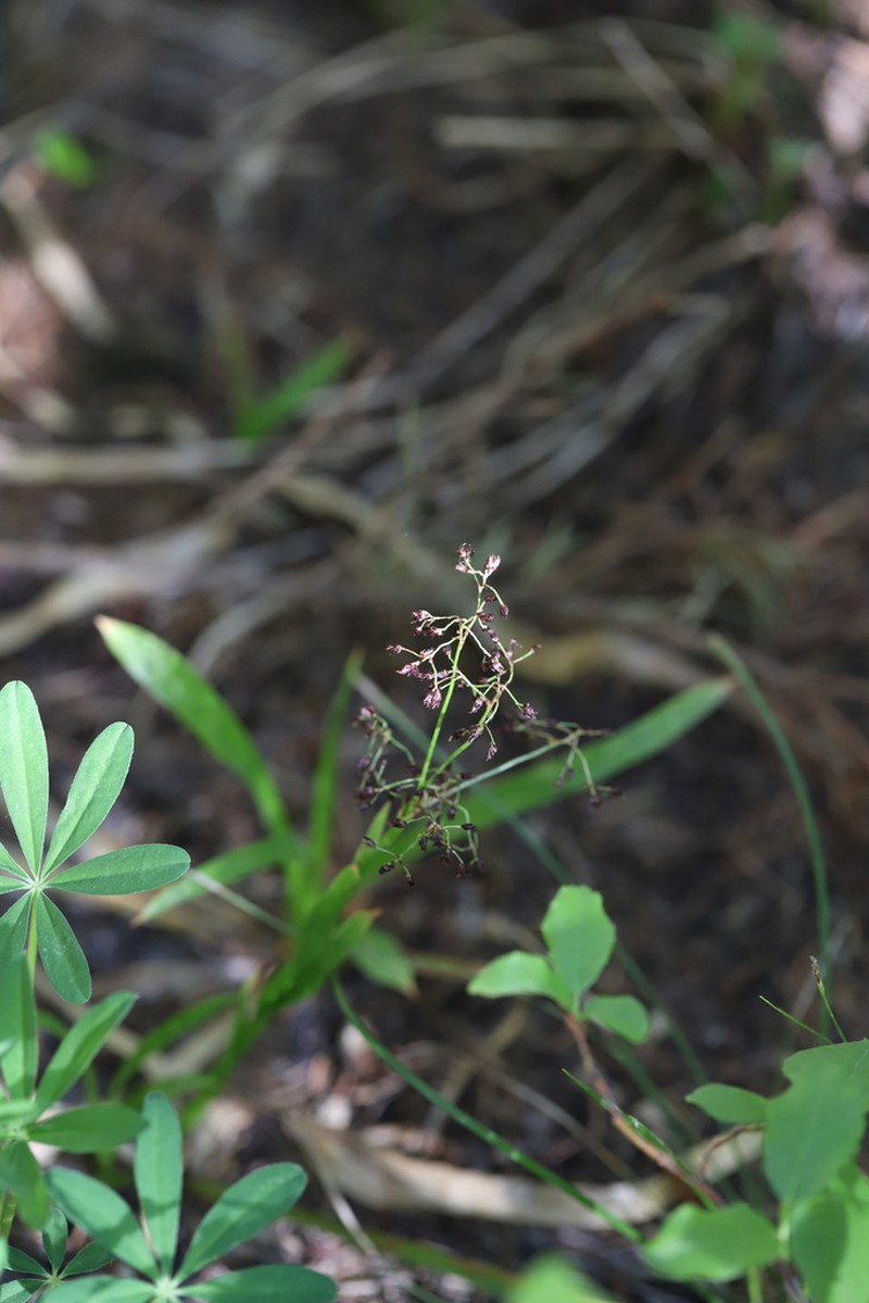 Luzula hitchcockii photo 5