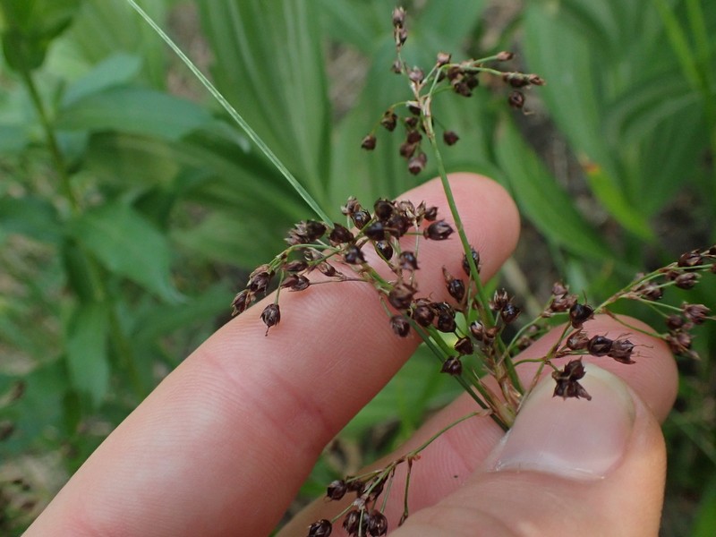 Luzula hitchcockii photo 6
