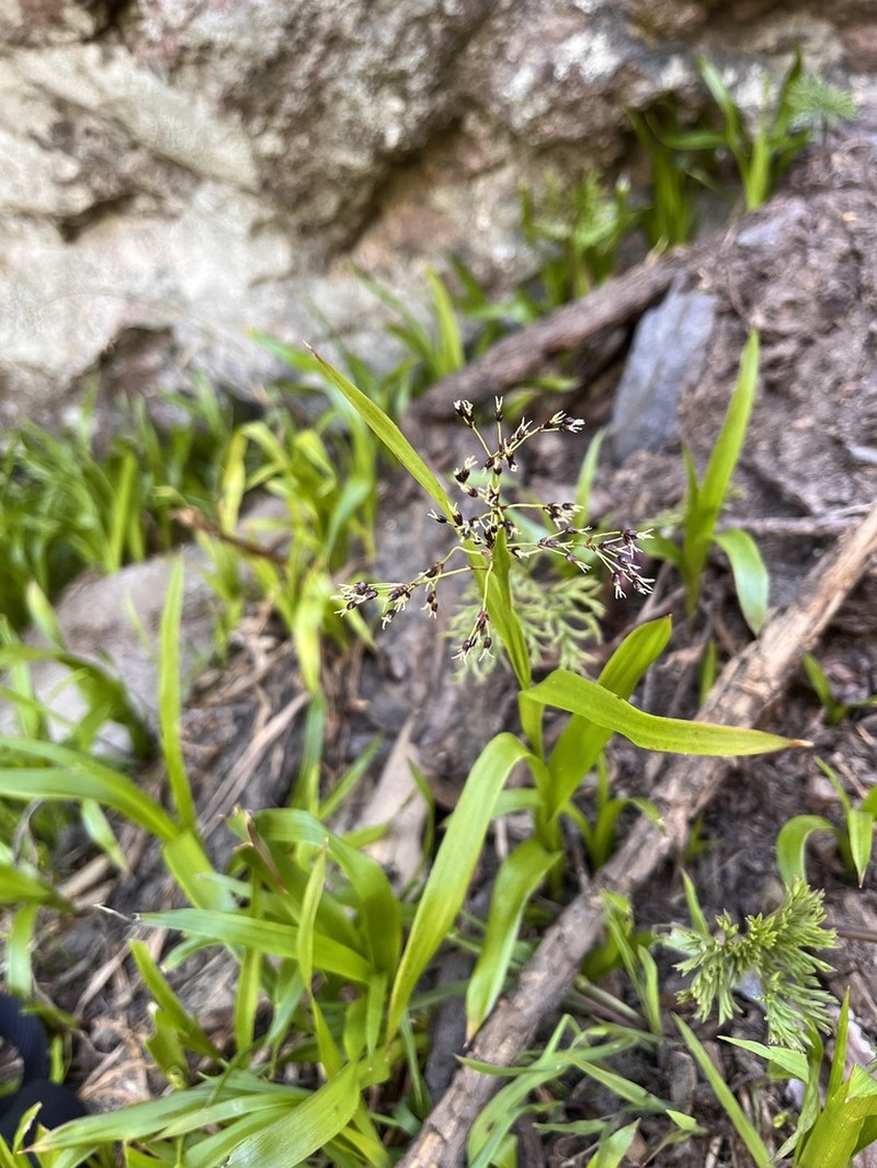Luzula hitchcockii photo 7